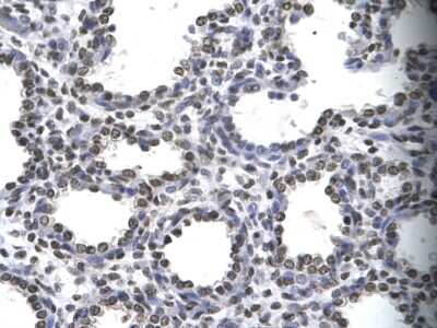 Immunohistochemistry-Paraffin: Myelin expression factor 2 Antibody [NBP2-87864]