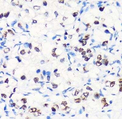 Immunohistochemistry-Paraffin: Myelin expression factor 2 Antibody - Azide and BSA Free [NBP2-93986]