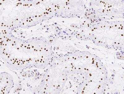 Immunohistochemistry-Paraffin: Myelin expression factor 2 Antibody [NBP3-12682]
