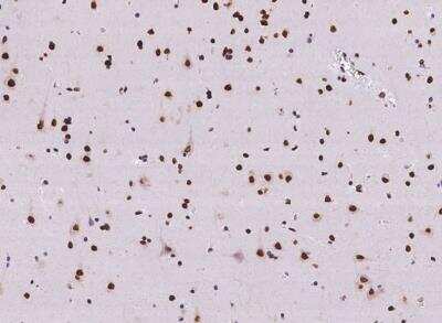 Immunohistochemistry-Paraffin: Myelin expression factor 2 Antibody [NBP3-12682]