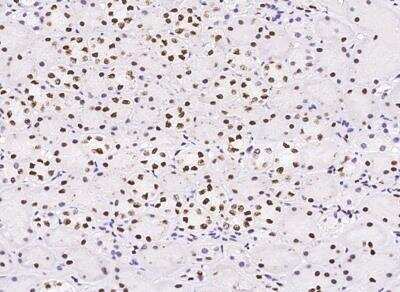 Immunohistochemistry-Paraffin: Myelin expression factor 2 Antibody [NBP3-12682]