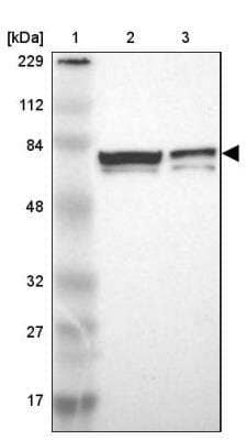 Western Blot: Myelin expression factor 2 Antibody [NBP1-83766]