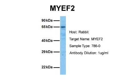 Western Blot: Myelin expression factor 2 Antibody [NBP2-87864]
