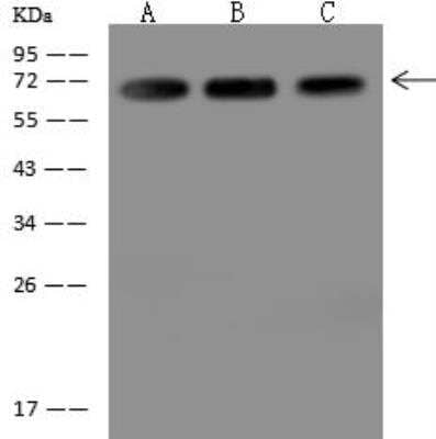 Western Blot: Myelin expression factor 2 Antibody [NBP3-12682]