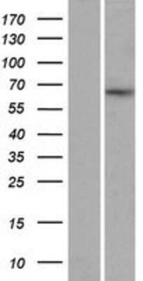 Western Blot: Myelin expression factor 2 Overexpression Lysate [NBP2-07082]