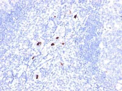 Immunohistochemistry-Paraffin: Myeloid Cell Marker Antibody (BM-1) - Azide and BSA Free [NBP2-34562]