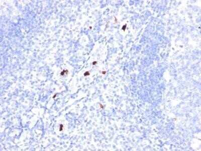 Immunohistochemistry-Paraffin: Myeloid Cell Marker Antibody (SPM298) - IHC-Prediluted [NBP2-45201]