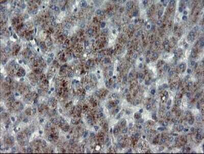 Immunohistochemistry: Myeloid leukemia factor 1 Antibody (OTI3F11) [NBP2-45866]