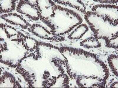 Immunohistochemistry-Paraffin: Myeloid leukemia factor 1 Antibody (OTI3A3) [NBP2-02052]