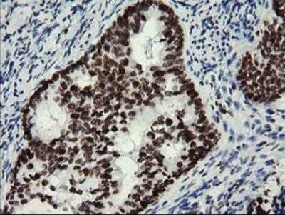 Immunohistochemistry-Paraffin: Myeloid leukemia factor 1 Antibody (OTI3A3) [NBP2-02052]