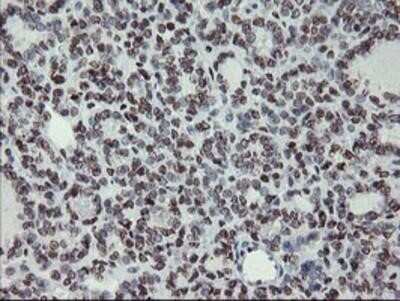 Immunohistochemistry-Paraffin: Myeloid leukemia factor 1 Antibody (OTI3A3) [NBP2-02052]