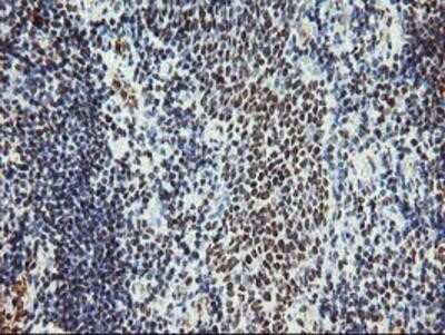 Immunohistochemistry-Paraffin: Myeloid leukemia factor 1 Antibody (OTI3A3) [NBP2-02052]
