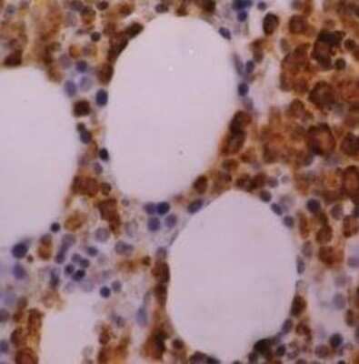 Immunohistochemistry-Paraffin: Myeloperoxidase/MPO Antibody (2C7) [NB100-64803]