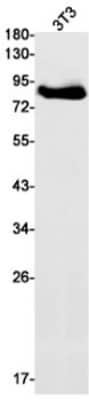 Western Blot: Myeloperoxidase/MPO Antibody (S07-2C7) [NBP3-19707]