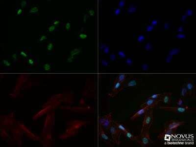 Immunocytochemistry/ Immunofluorescence: MyoD Antibody (5.8A) - BSA Free [NB100-56511]
