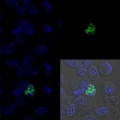 Immunocytochemistry/ Immunofluorescence: MyoD Antibody (5.8A) - BSA Free [NB100-56511]