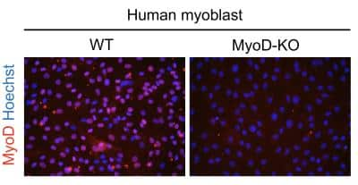 Immunocytochemistry/ Immunofluorescence: MyoD Antibody (5.8A) - BSA Free [NB100-56511]