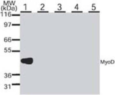Western Blot: MyoD Antibody (5.8A)BSA Free [NB100-56511]