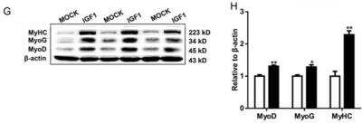 Western Blot: MyoD Antibody (5.8A)BSA Free [NB100-56511]