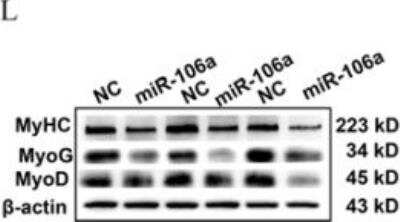 Western Blot: MyoD Antibody (5.8A)BSA Free [NB100-56511]