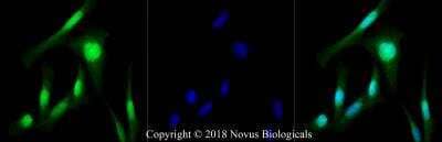 Immunocytochemistry/ Immunofluorescence: MyoD Antibody - BSA Free [NBP1-54153]