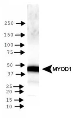 Western Blot: MyoD AntibodyBSA Free [NBP1-54153]