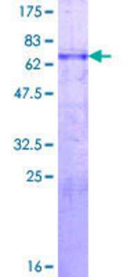 Western Blot: Recombinant Human MyoD GST (N-Term) Protein [H00004654-P01]