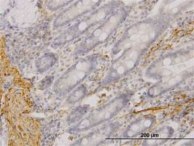 Immunohistochemistry-Paraffin: Myocilin Antibody (4F8) [H00004653-M01]