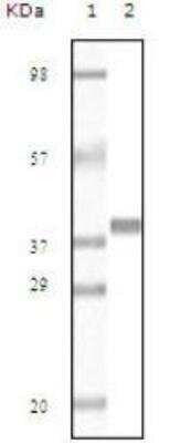 Western Blot: Myoglobin Antibody (5A2G8)BSA Free [NB110-89456]