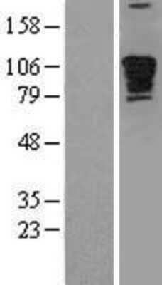 Western Blot: Myomegalin Overexpression Lysate [NBL1-14224]