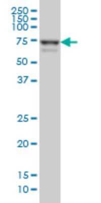 Western Blot: Myoneurin Antibody (3E8) [H00055892-M01]