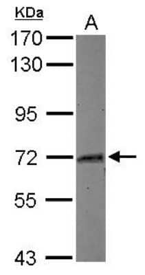 Western Blot: Myoneurin Antibody [NBP2-19451]