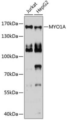 Western Blot: Myosin 1A AntibodyBSA Free [NBP2-93142]