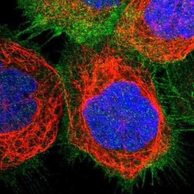 Immunocytochemistry/ Immunofluorescence: Myosin 1B Antibody [NBP1-87739]