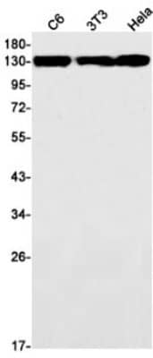 Western Blot: Myosin 1B Antibody (S04-6D4) [NBP3-19708]