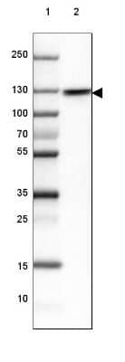 Western Blot: Myosin 1B Antibody [NBP2-38888]