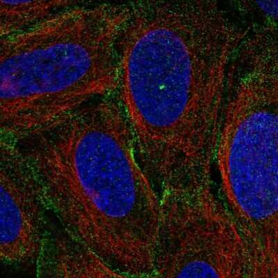 Immunocytochemistry/ Immunofluorescence: Myosin 1C Antibody [NBP2-58873]