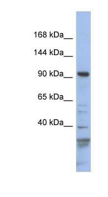 Western Blot: Myosin 1C Antibody [NBP1-53071]