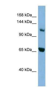 Western Blot: Myosin 1E Antibody [NBP1-53151]