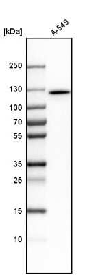 Western Blot: Myosin 1E Antibody [NBP1-92158]