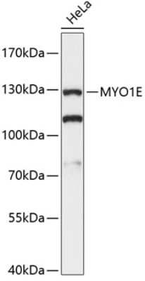 Western Blot: Myosin 1E AntibodyAzide and BSA Free [NBP2-94212]