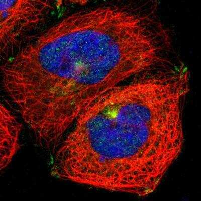 Immunocytochemistry/ Immunofluorescence: Myosin 5a Antibody [NBP1-92156]