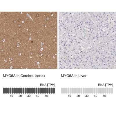 Immunohistochemistry-Paraffin: Myosin 5a Antibody [NBP1-92156]