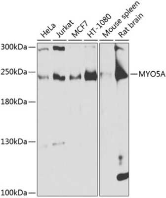 Western Blot: Myosin 5a AntibodyBSA Free [NBP2-93397]