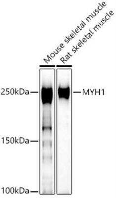 Western Blot: Myosin Heavy Chain 1 AntibodyAzide and BSA Free [NBP2-95223]