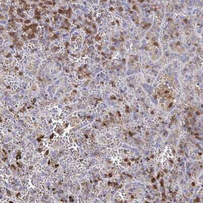 Immunohistochemistry-Paraffin: Myosin IF Antibody [NBP2-31598]