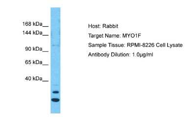 Western Blot: Myosin IF Antibody [NBP2-83244]