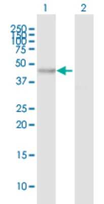 Western Blot: Myosin-Id Antibody [H00004642-B01P]