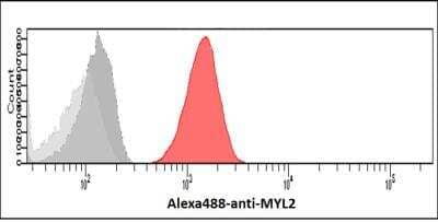 Flow Cytometry: Myosin Light Chain 2 Antibody (3B2) - BSA Free [NBP1-30249]