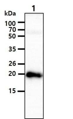 Western Blot: Myosin Light Chain 2 Antibody (3B2)BSA Free [NBP1-30249]